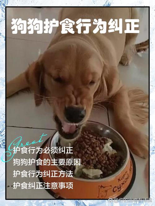 狗狗吃饭太快怎么办