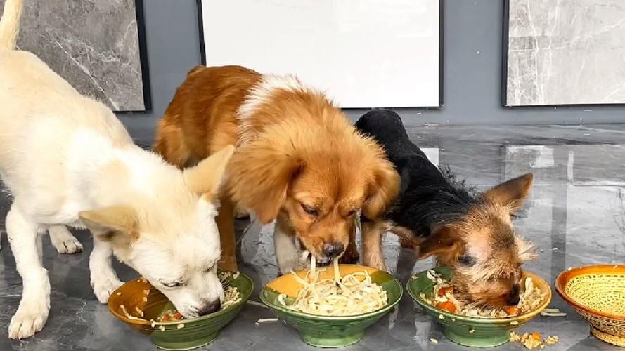 如何改善西施犬进食太快的问题?