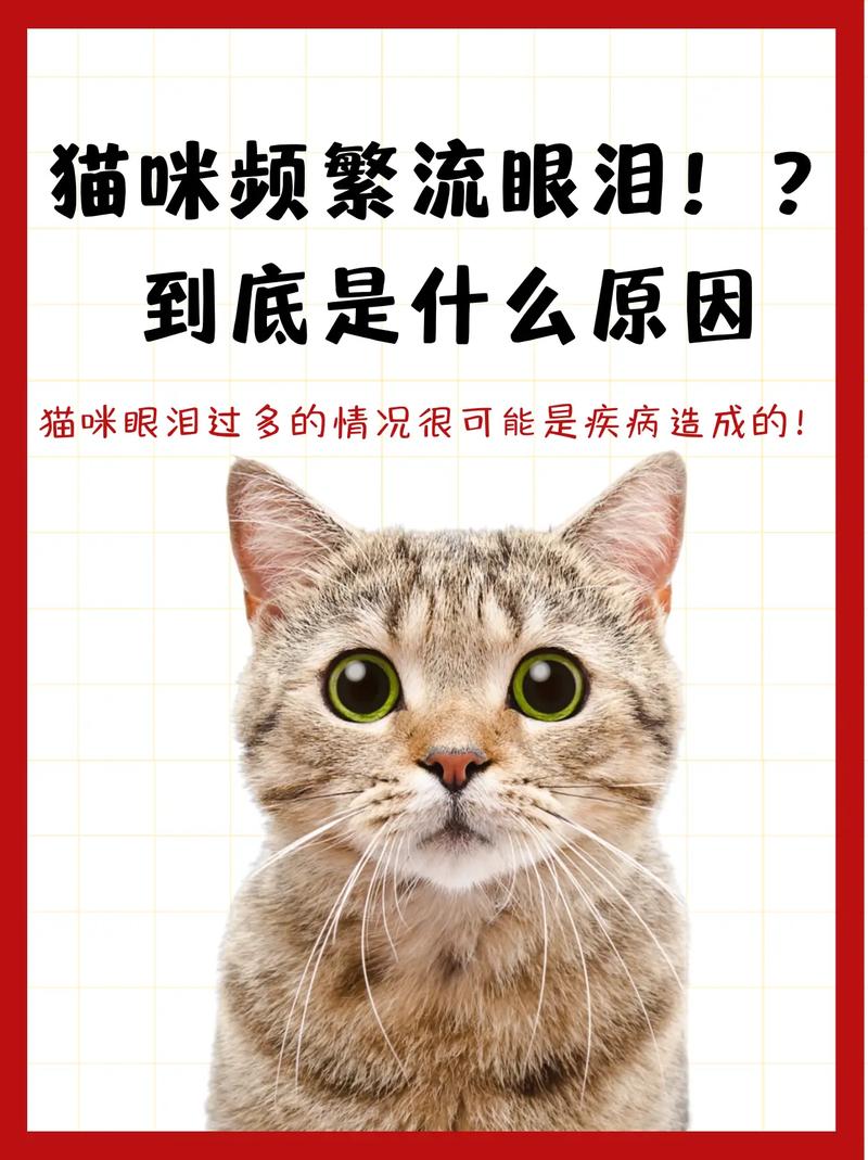 猫咪总是流眼泪有眼屎是什么原因