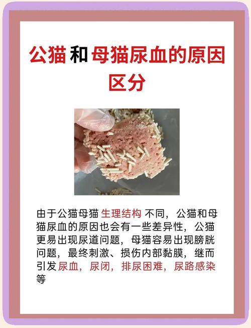 猫咪血尿会死吗