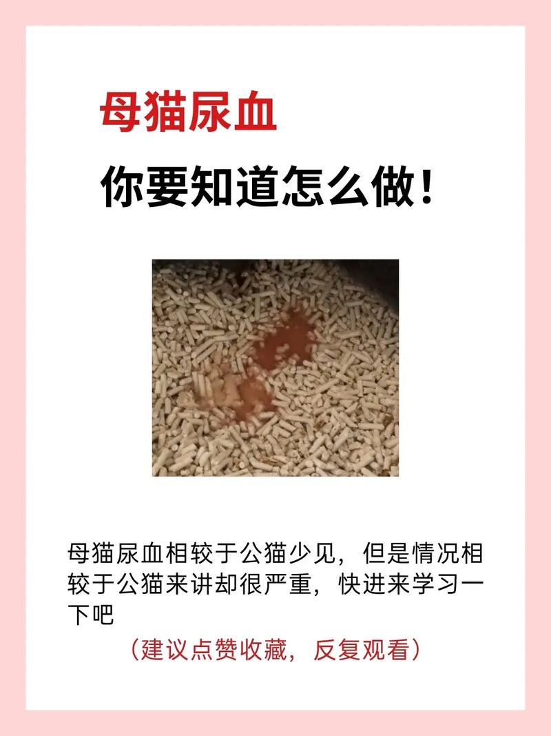 猫咪尿血是怎么回事