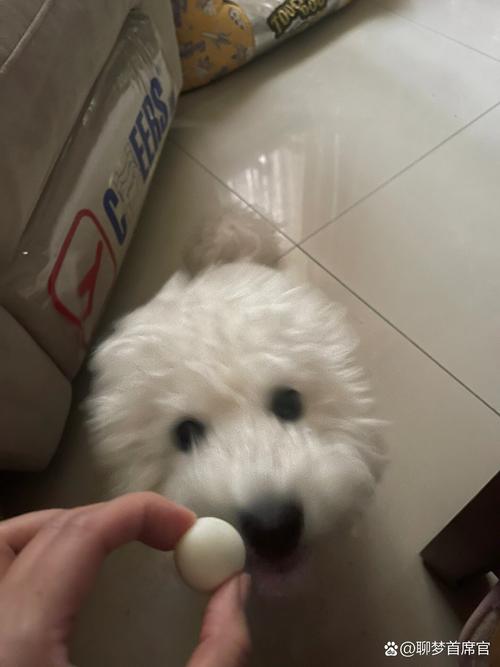 请问五个月大的小狗狗敢吃煮熟的鹌鹑蛋吗?