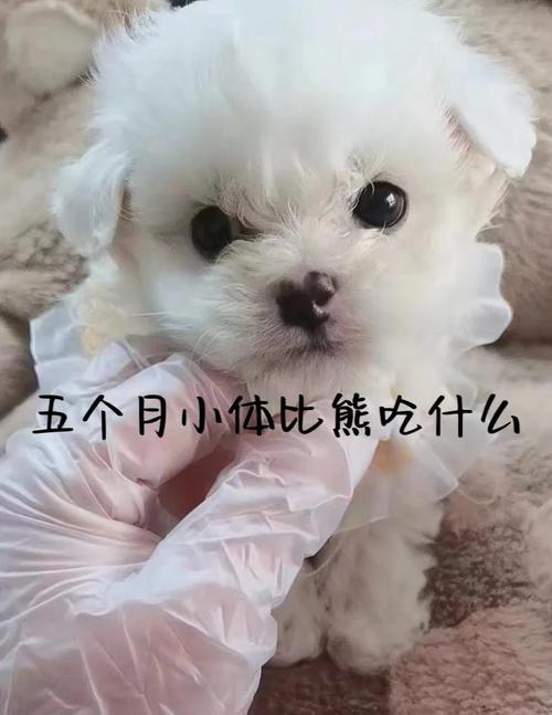 狗狗能吃鹌鹑蛋吗