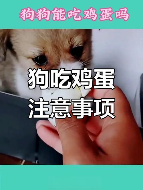 狗能吃鹌鹑蛋蛋黄吗