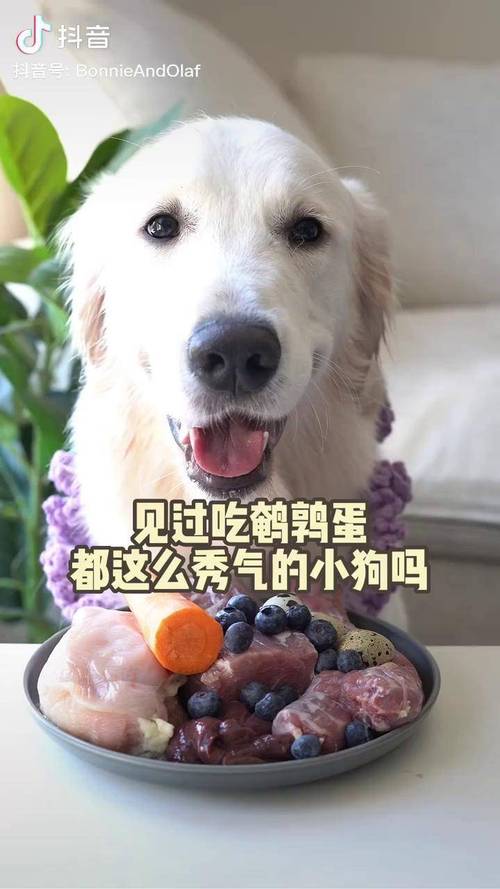 泰迪狗狗两个月可以吃鹌鹑蛋吗?