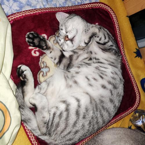 猫咪绝育以后爱睡觉