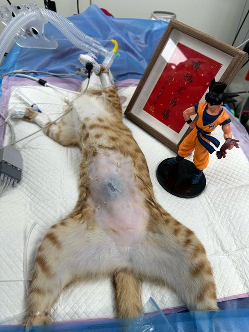 母猫绝育后嗜睡,这正常吗???