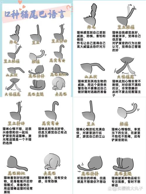 猫为什么喜欢拿尾巴扫人-猫咪摇尾巴代表什么情绪