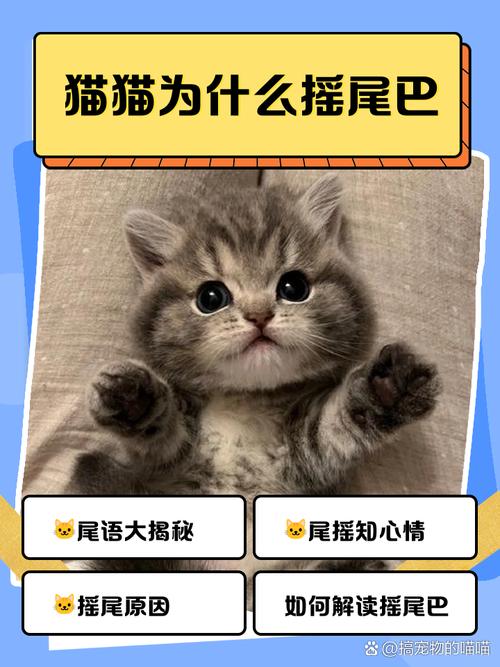 猫咪睡觉尾巴摇来摇去是什么意思