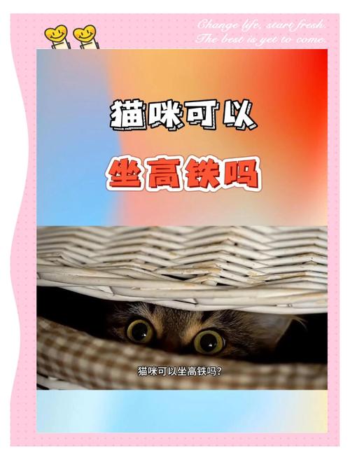 高铁可以带猫吗猫书包