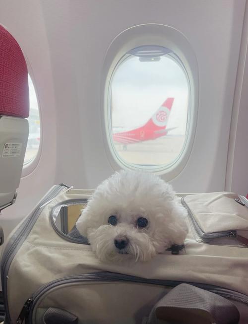 怎么把狗狗带上飞机