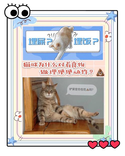 猫为什么在饭盆做埋屎的动作