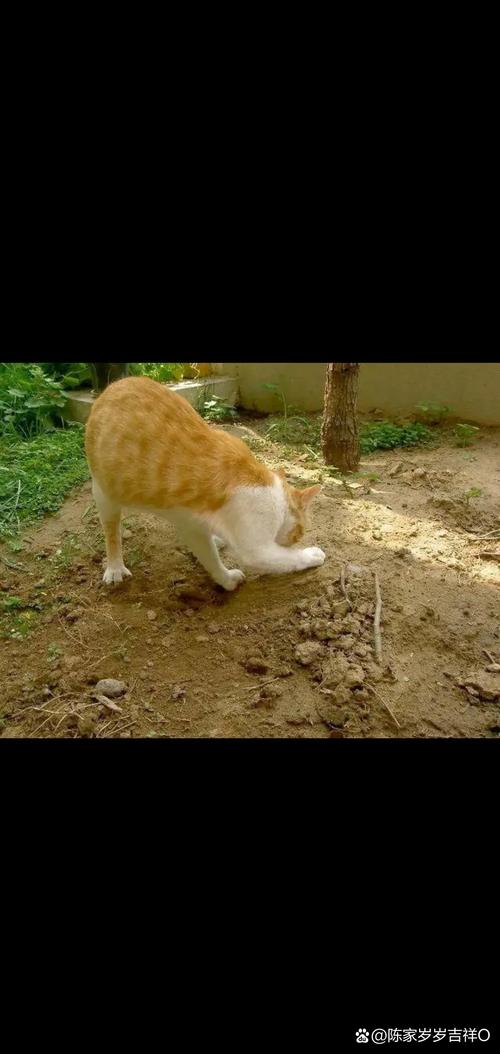 猫埋屎是天生的吗