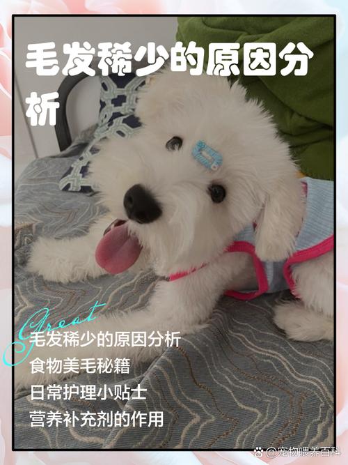 比熊毛量少毛软怎么办