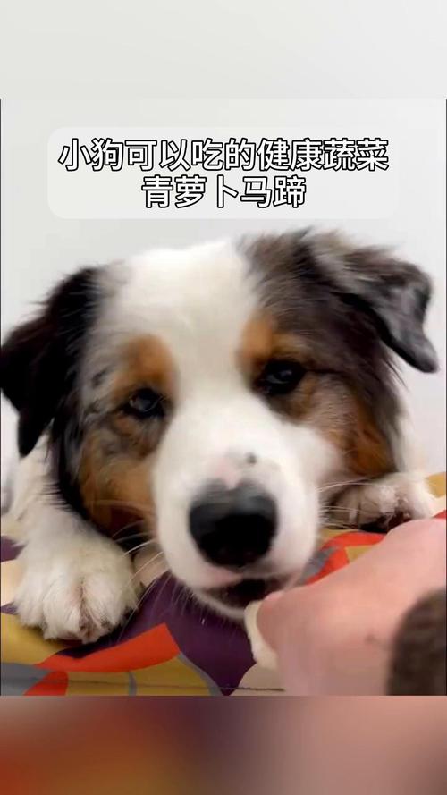 狗狗能吃青萝卜吗