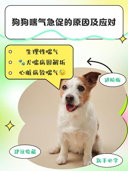 ...被打后一直喘气呼吸急促缺氧(狗狗被打后一直喘气呼吸急促怎么办)