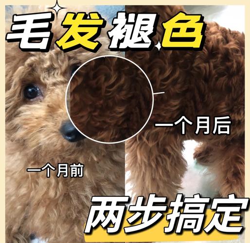 比熊几个月胎毛变白