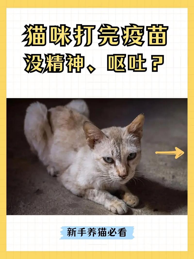 猫三联第三针打后猫呕吐了,精神不好是怎么回事
