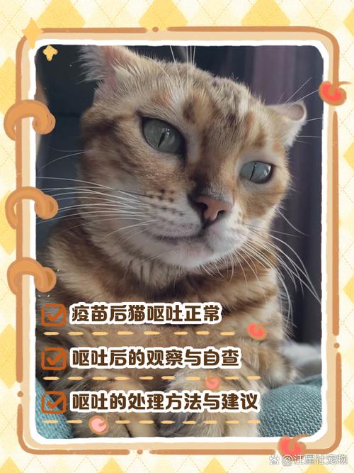 猫咪打完疫苗后过3天吐了是正常吗