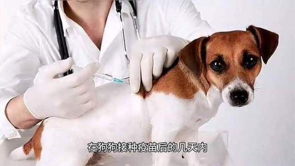 狗发情可以打针吗