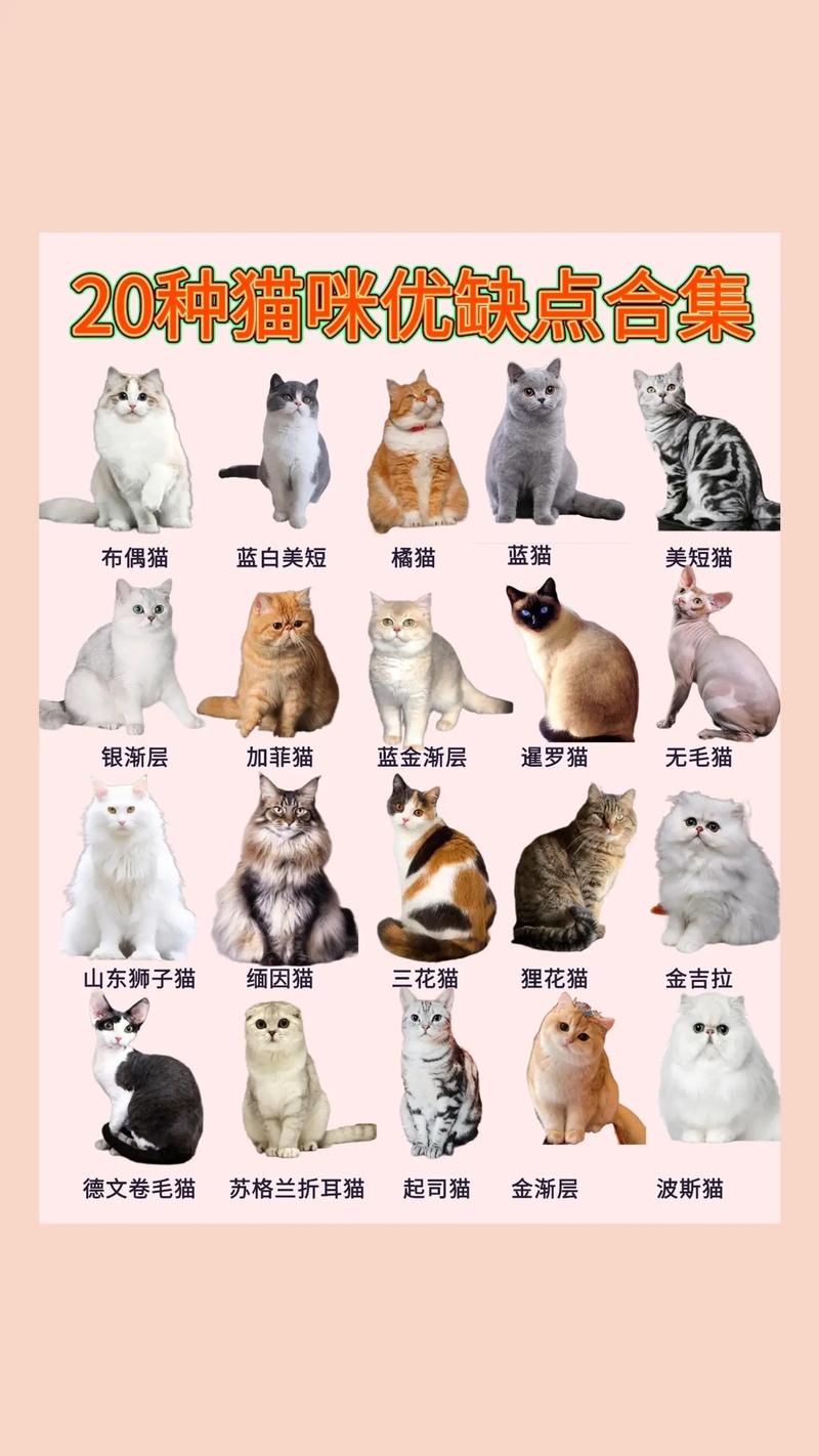 宠物猫咪名字大全可爱