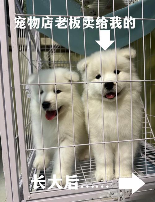 萨摩成长过程中会经历哪五个阶段?