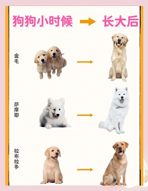 狗的一生经历几个阶段