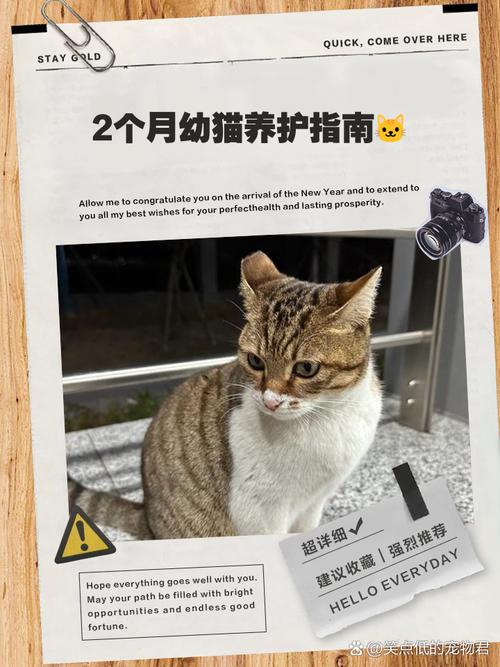 两个月大的小猫适合在什么样的环境温度下生存?该怎么照顾它?