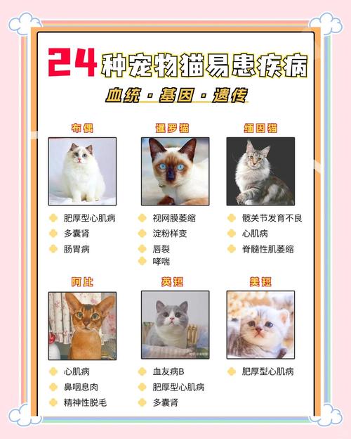 猫咪常见的疾病及其治疗方法