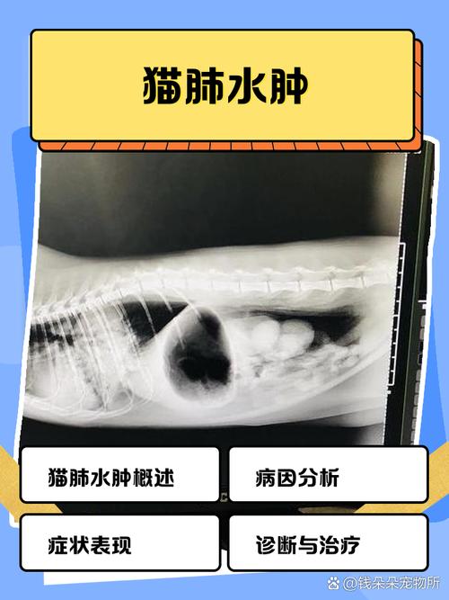 猫咪得肺水肿会有哪些症状?