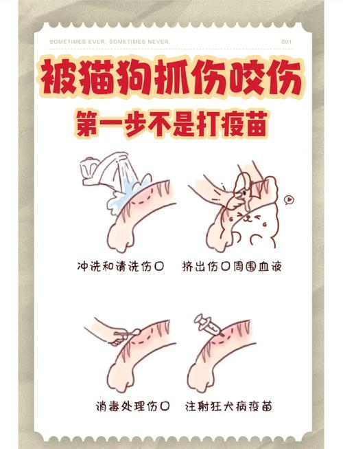 狗狗被野猫抓伤了怎么办