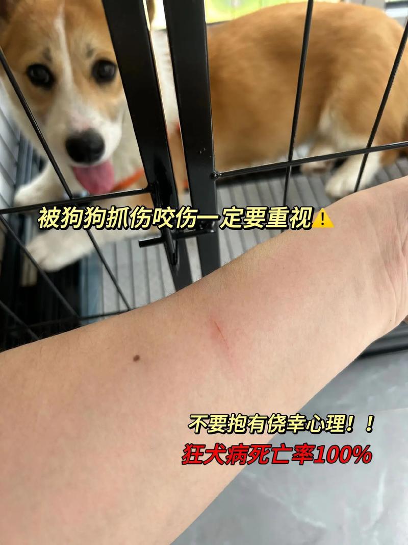 狗狗的鼻子被野猫抓伤了该怎么办?要去医院吗?
