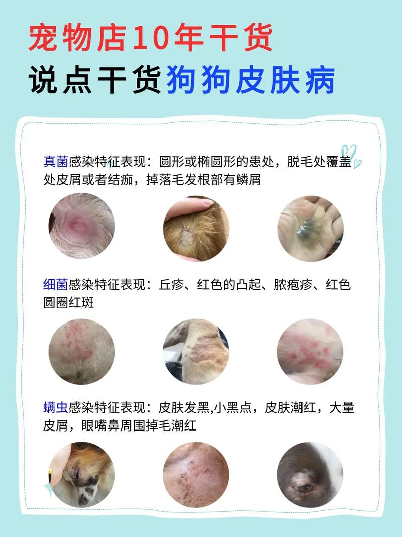 朋友狗狗得了细小,狗瘟,会通过我传染给我家狗狗吗