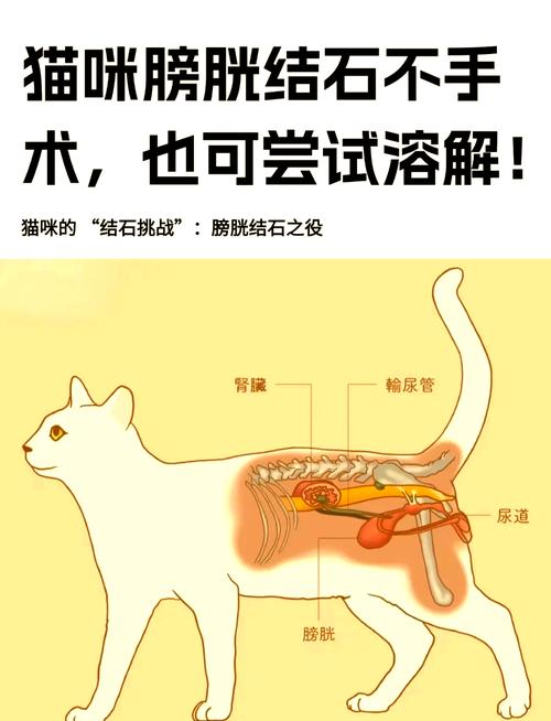 猫患有猫输尿管结石怎么办?
