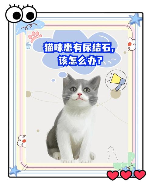 猫结石堵住尿道怎么办,猫尿道结石排不出尿怎么办?