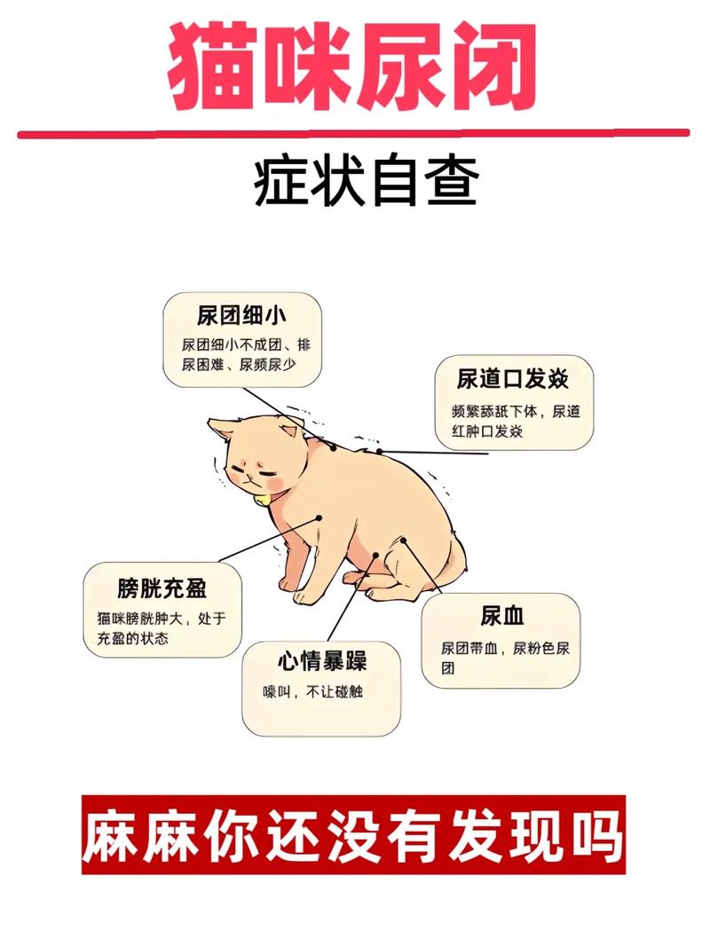 猫咪尿结石该怎么解决?