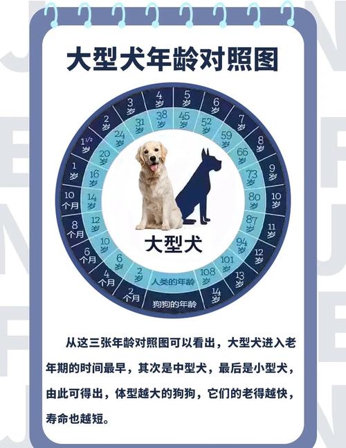 狗狗一岁等于人几岁?