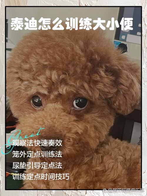 40天泰迪怎么教上厕所