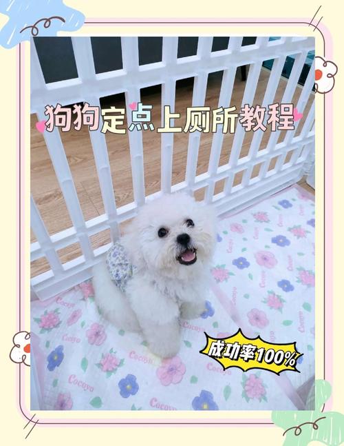 泰迪狗训练大小便,4招教你让泰迪学会定点排便