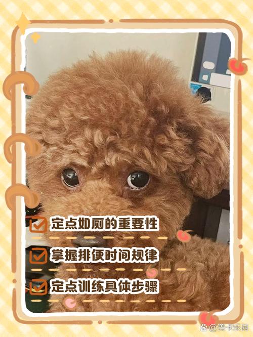 两个月的泰迪怎么训练上厕所,3个技巧教它学会定点排便