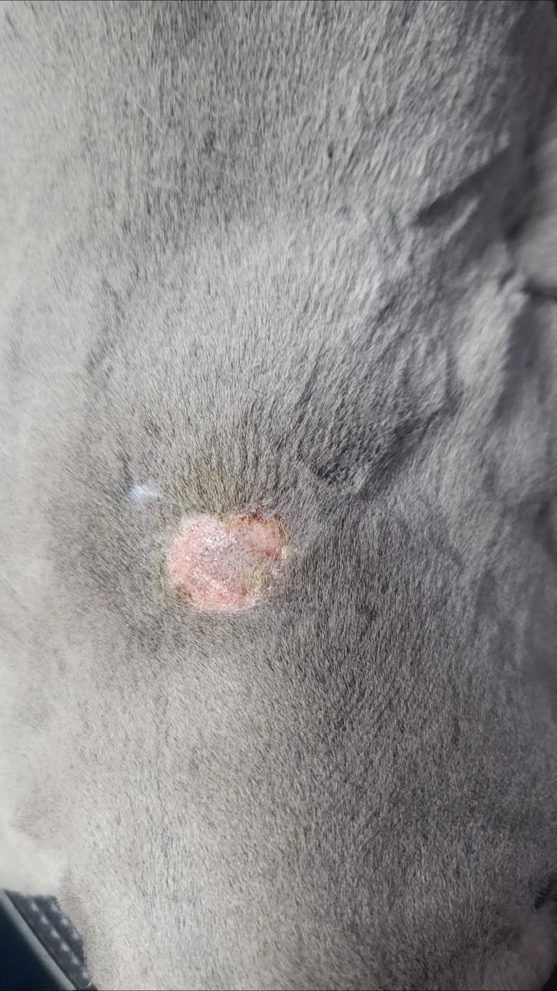 猫咪得了猫癣有什么症状