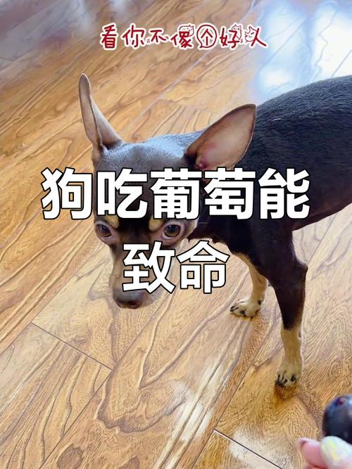 狗狗吃了一颗葡萄会有事吗