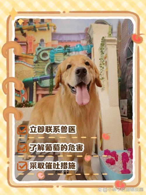 狗狗吃了十几个葡萄怎么办?