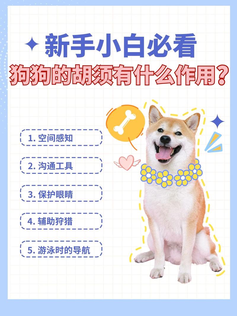 养狗注意!千万不要剪狗狗的胡须!