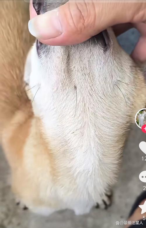 狗胡子可以剪掉吗?