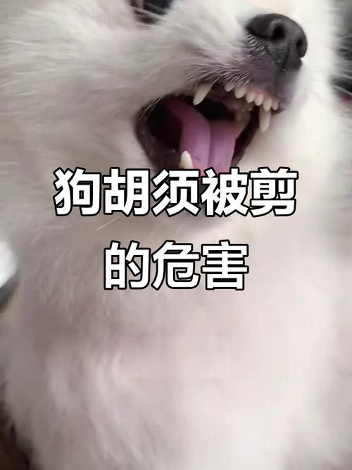 狗狗胡须为什么不能剪掉