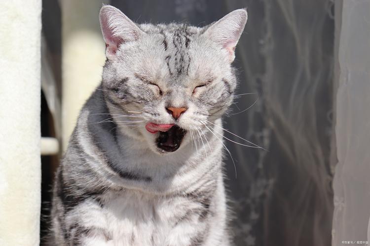 小猫打喷嚏流鼻涕拉稀