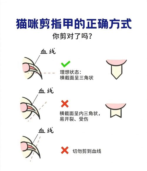 多大的小猫可以开始剪指甲了?猫咪剪指甲应该怎么修剪?需要注意些什么...