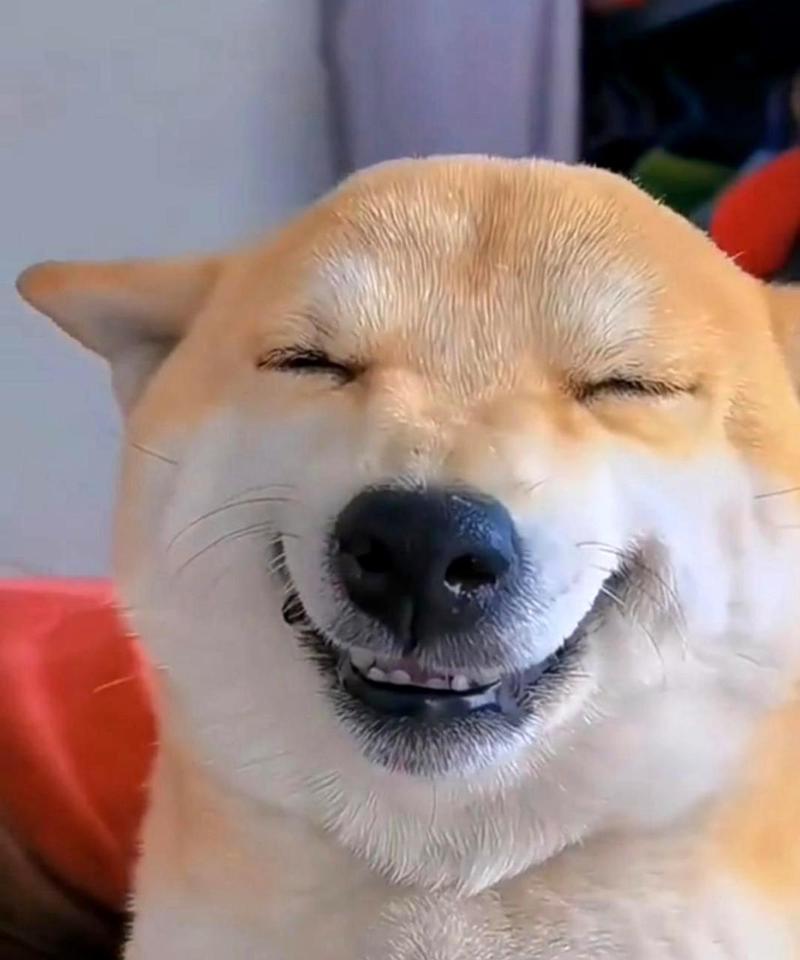 狗狗天生就会咧嘴笑吗?