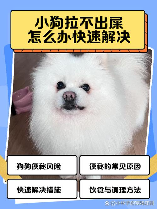 狗狗拉不出屎怎么办